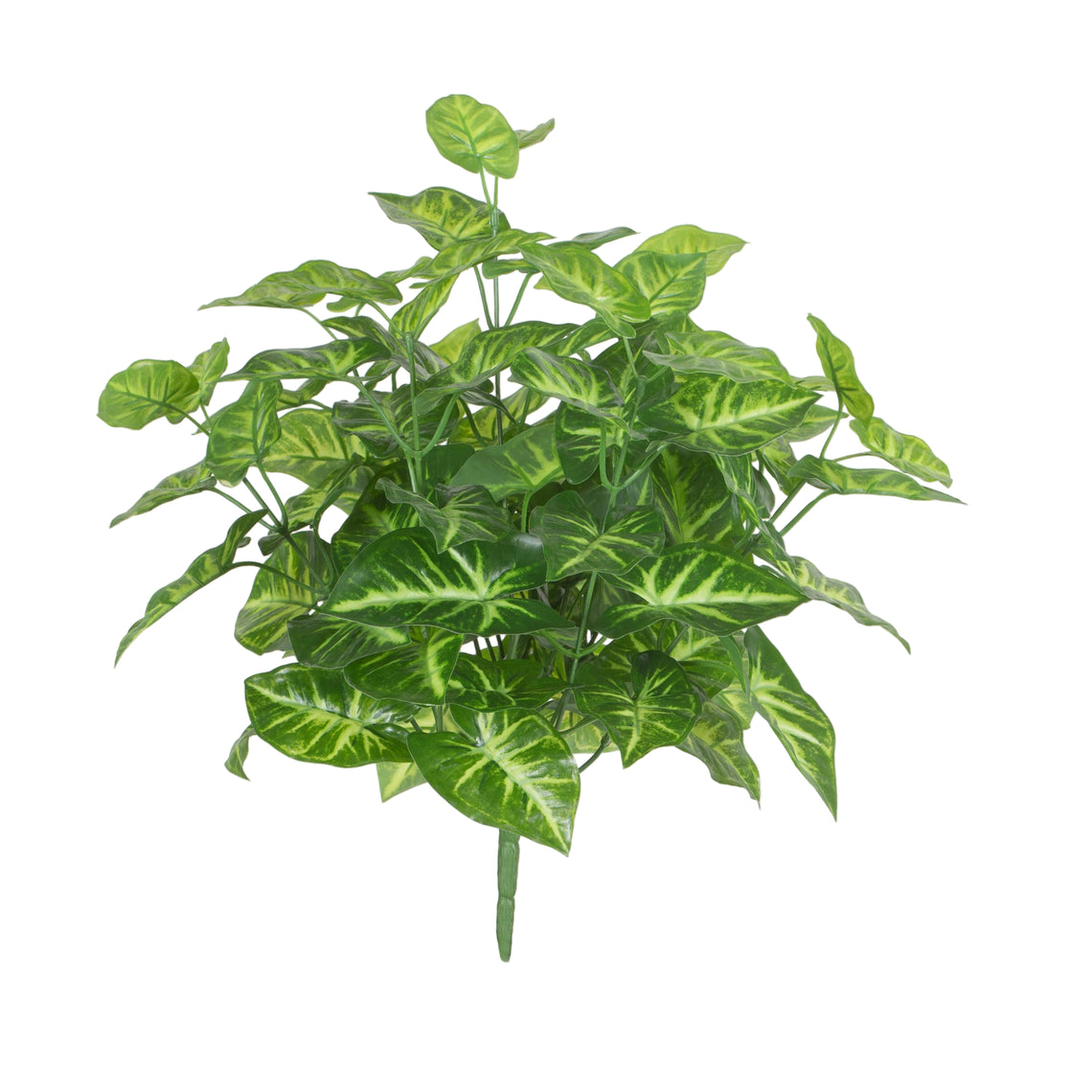 Syngoniium bush