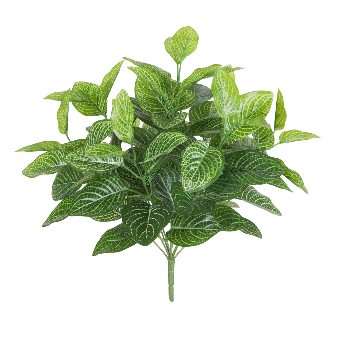 Red Nervg Plant Bush