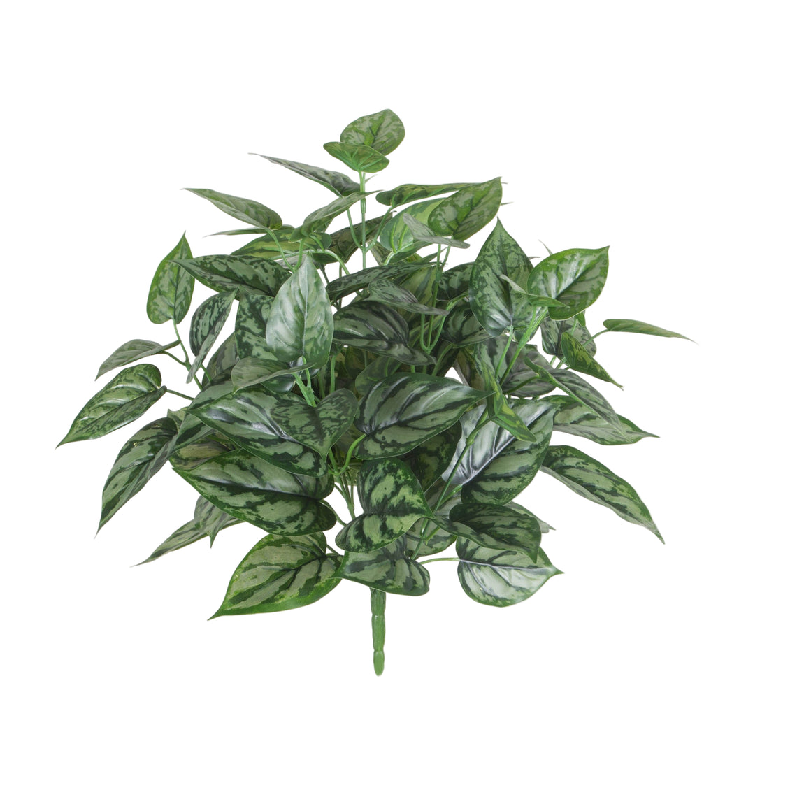 Philodendron Bush