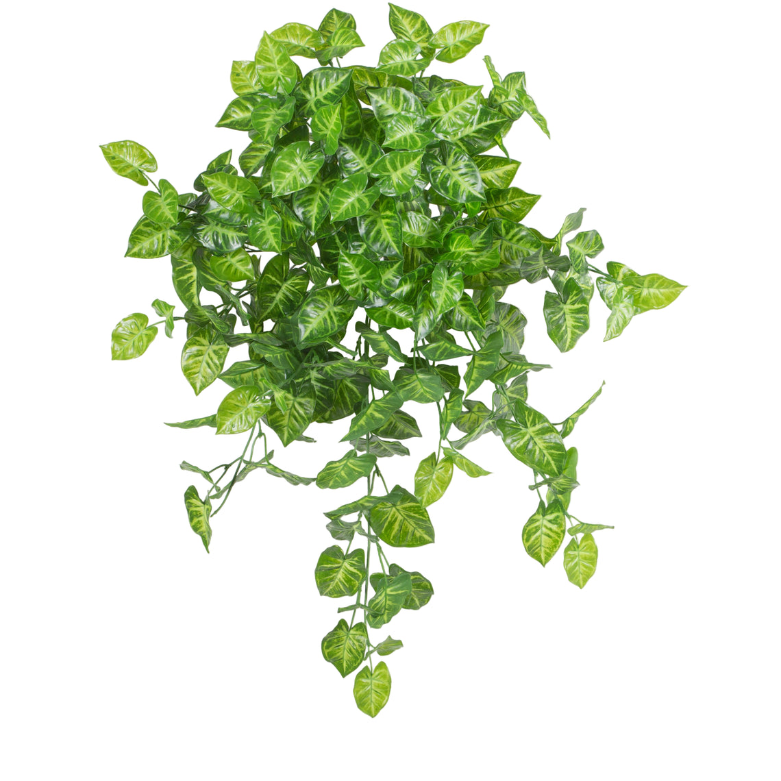 Syngoniium Hanging Bush