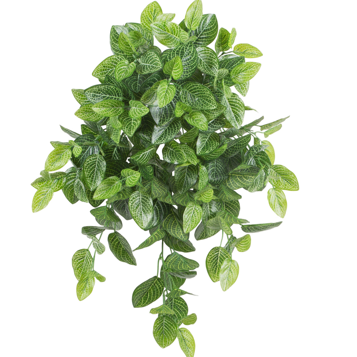 Red Nervg Plant Hanging Bush