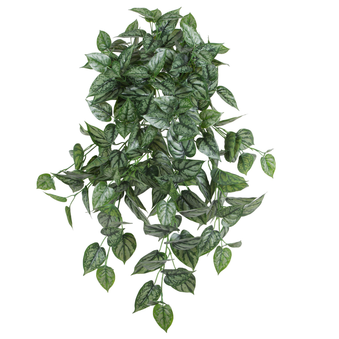Philodendron Hanging Bush