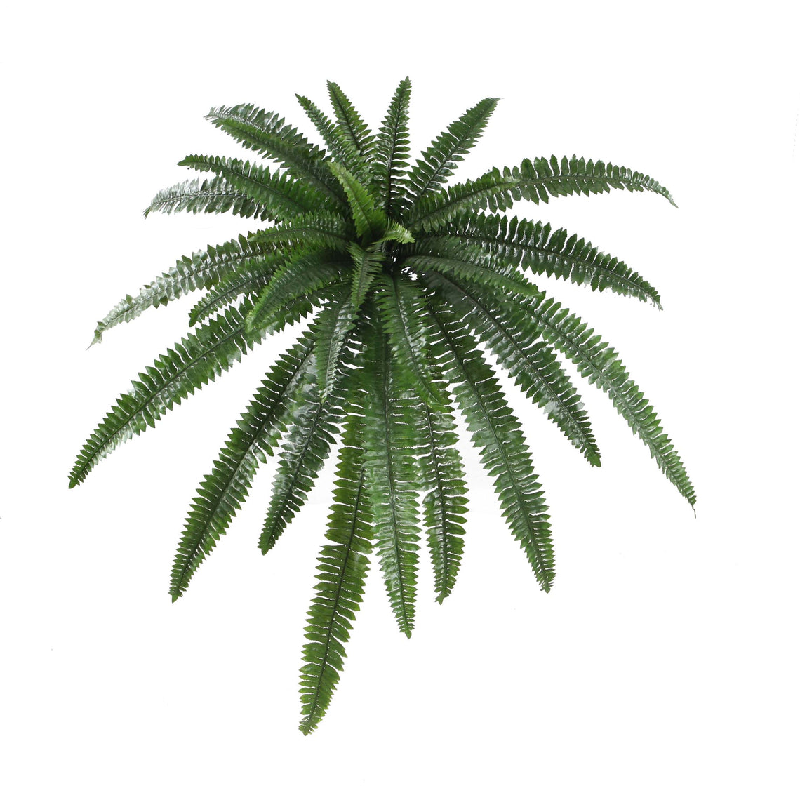 Boston Fern Bush