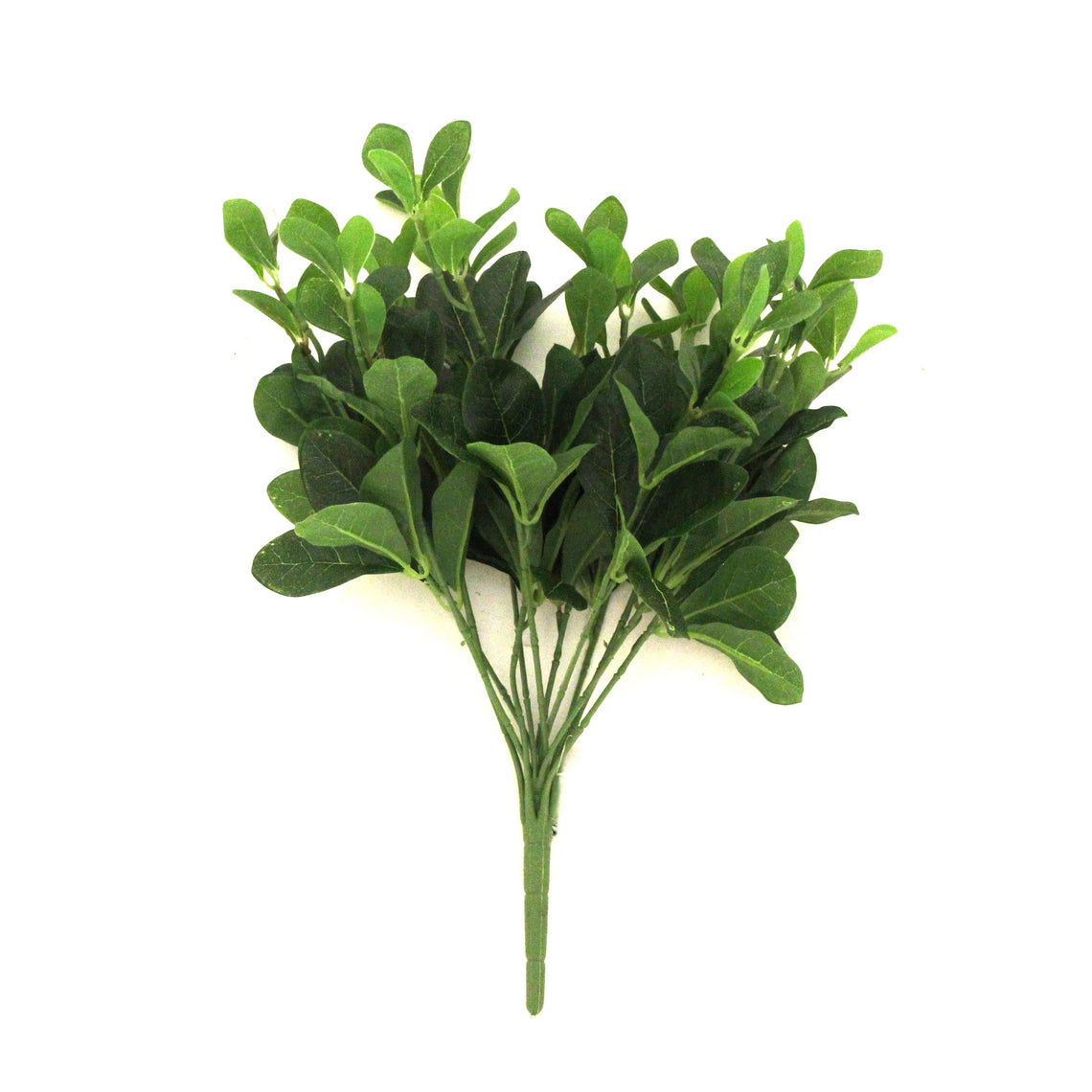 Pittosporum Green Bush