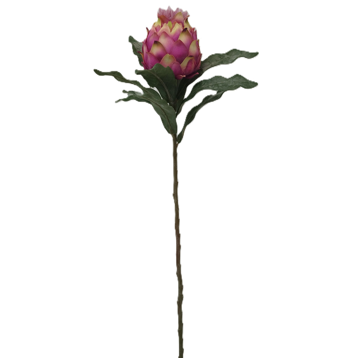 King Protea