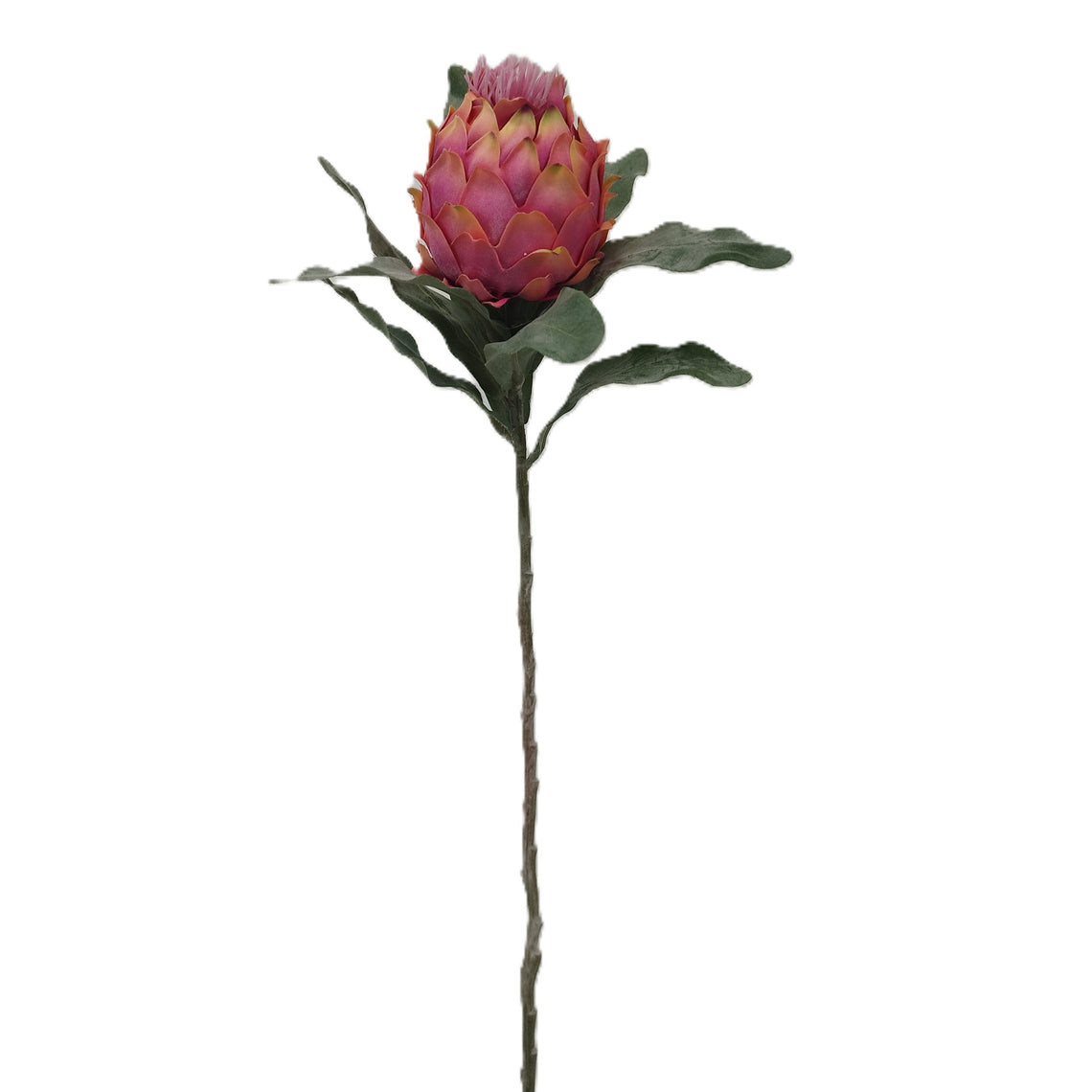King Protea