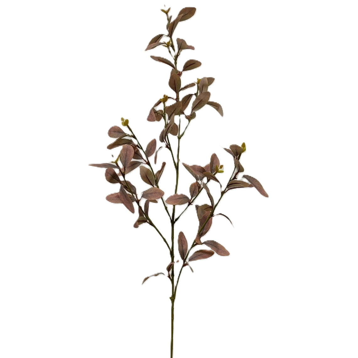 Cuckoo leaf