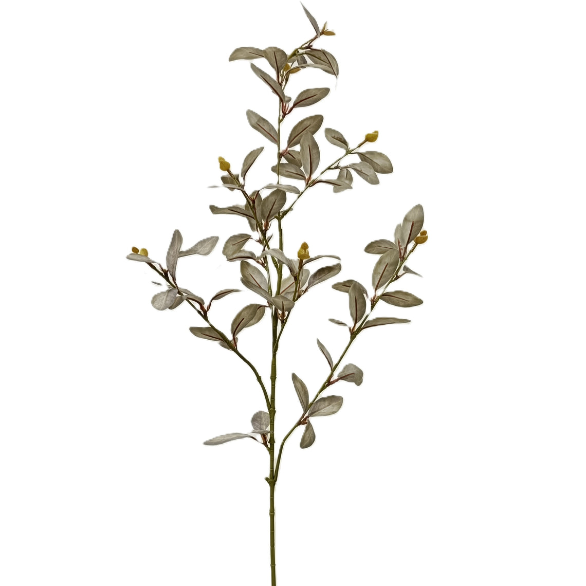 Cuckoo leaf