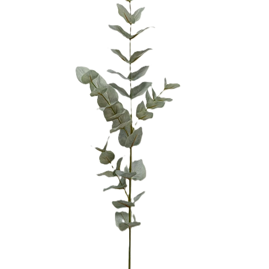 Eucalyptus 35"