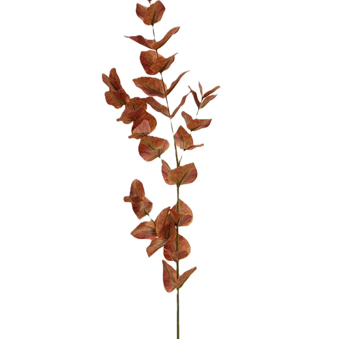 Eucalyptus 35"