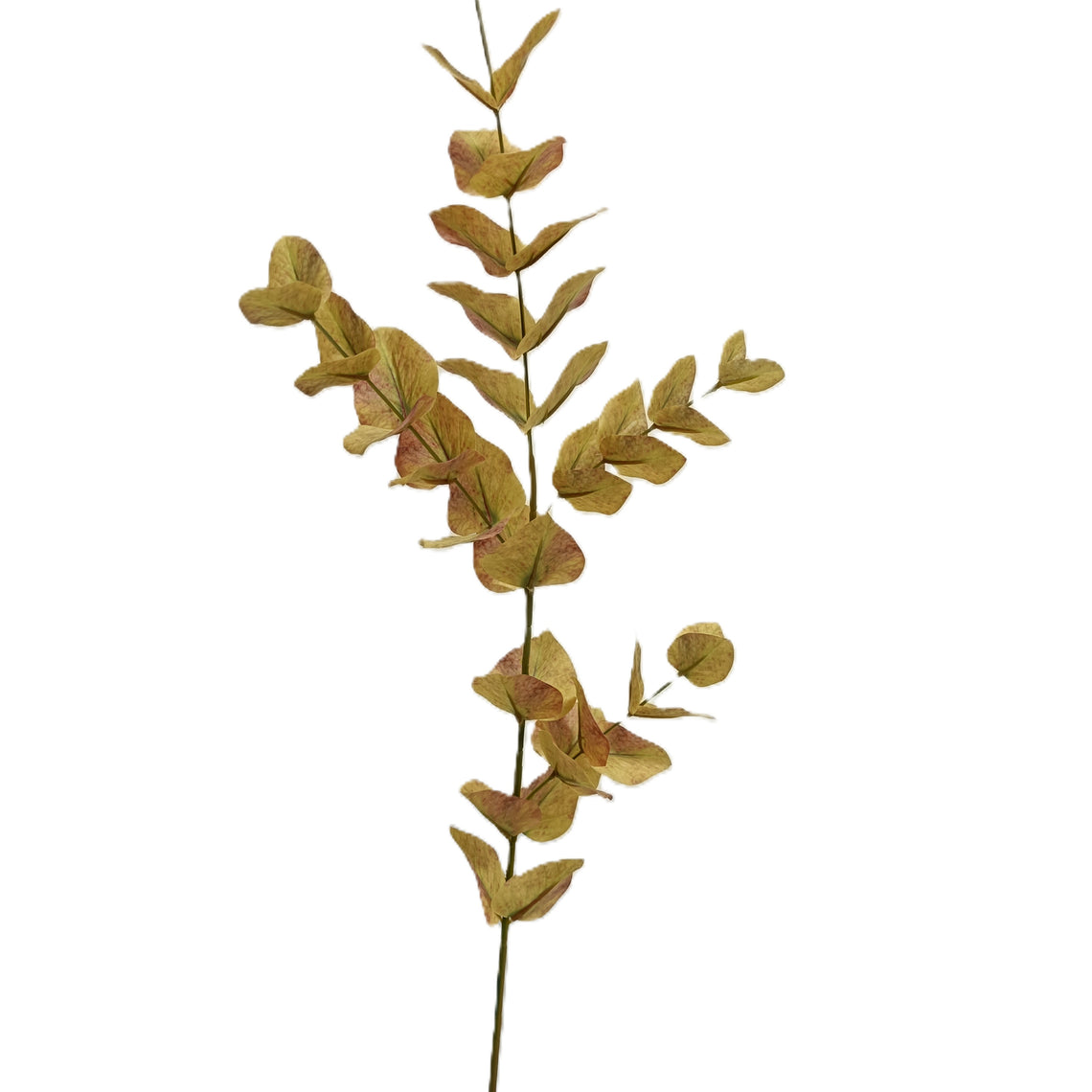 Eucalyptus 35"