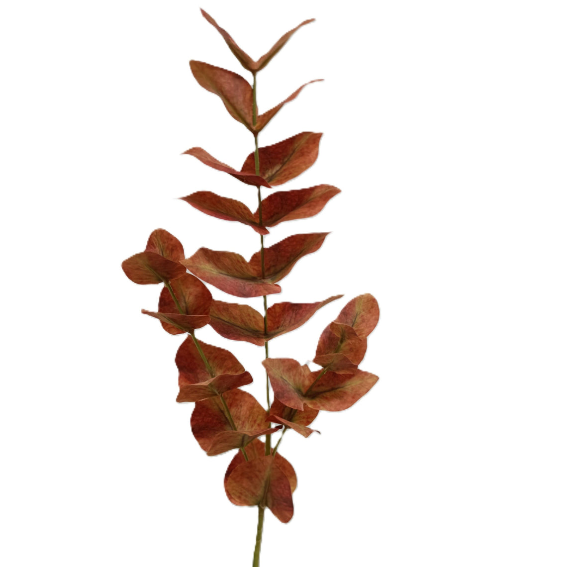 Eucalyptus