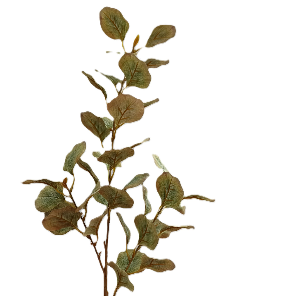Eucalyptus