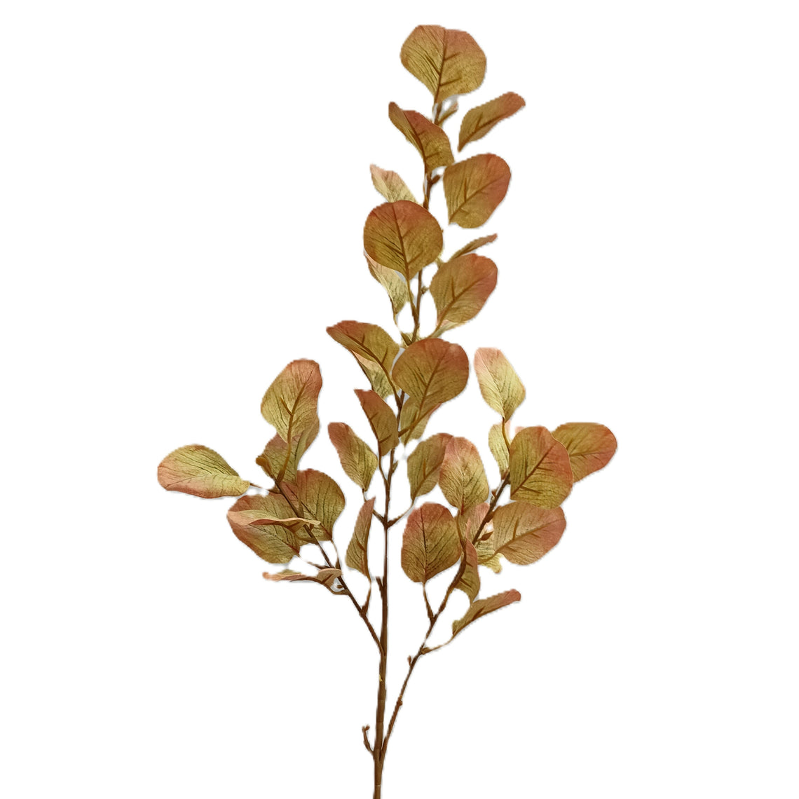 Eucalyptus