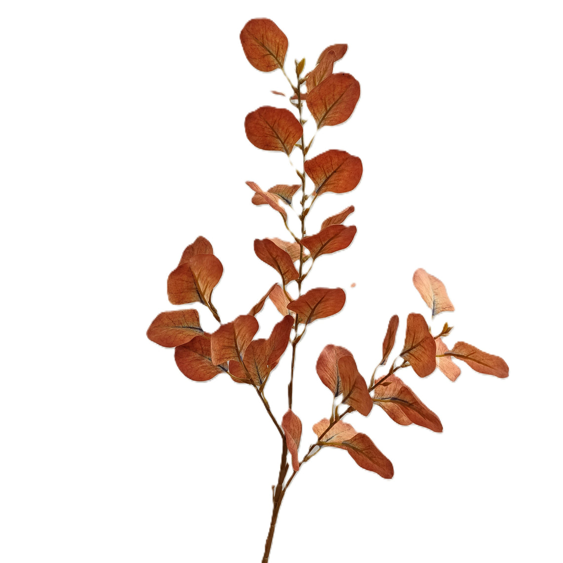Eucalyptus