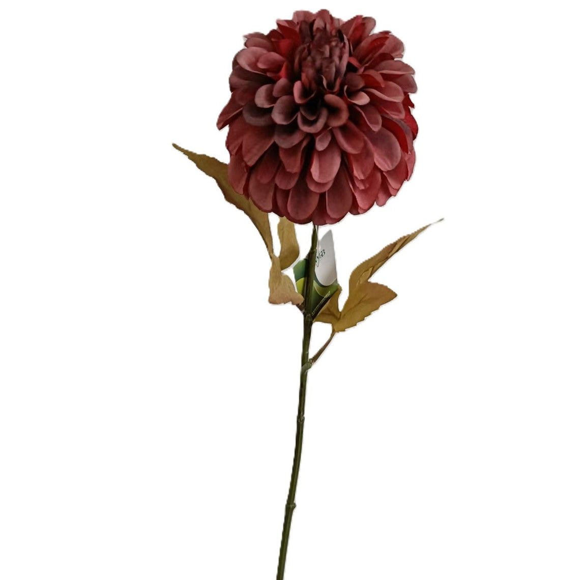 Dahlia
