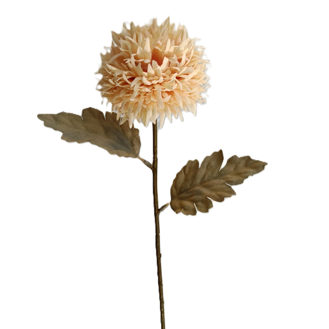 Chrysanthemum