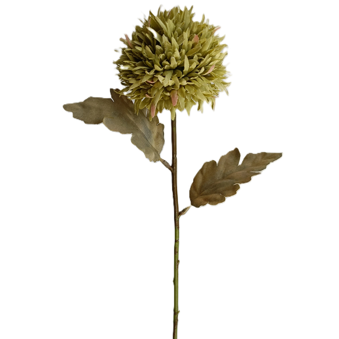 Chrysanthemum
