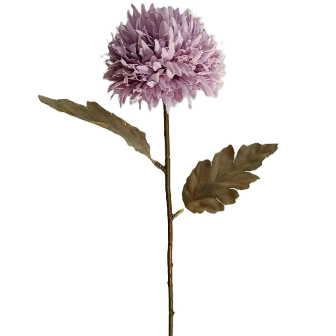 Chrysanthemum