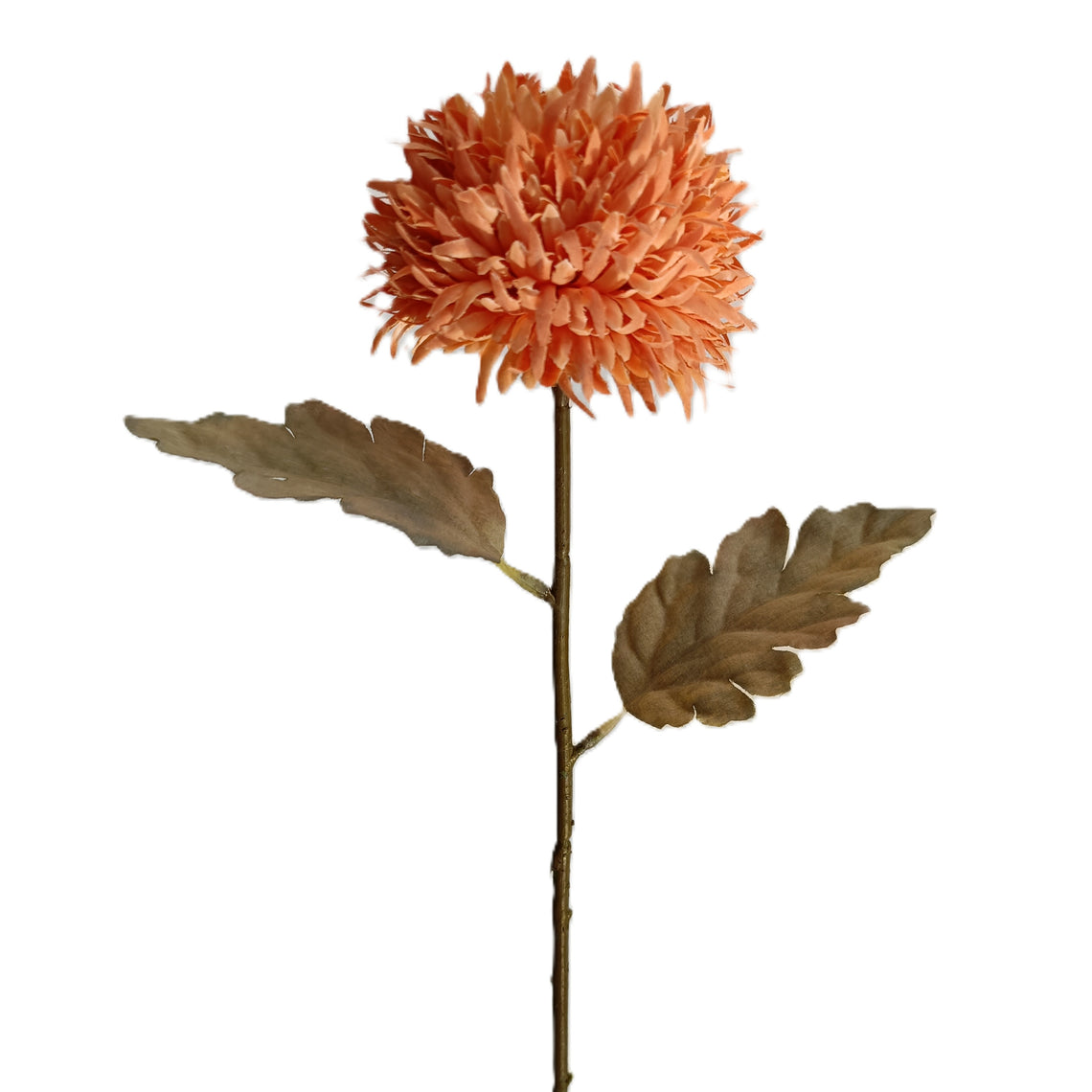 Chrysanthemum