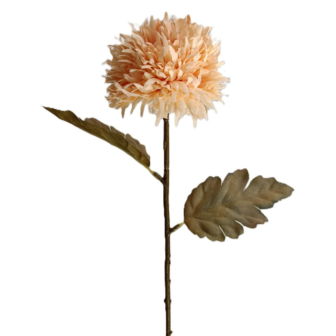 Chrysanthemum