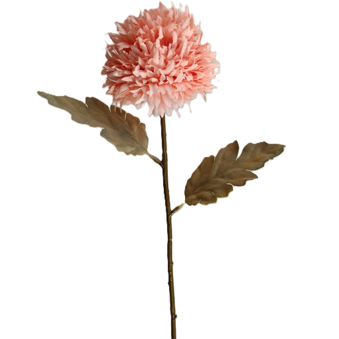 Chrysanthemum