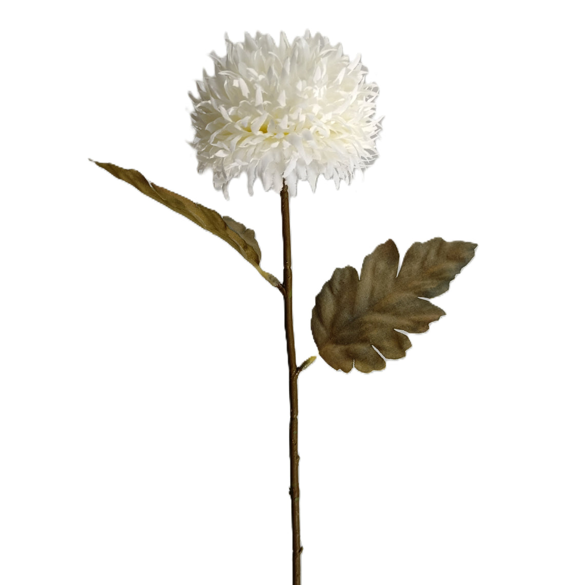 Chrysanthemum