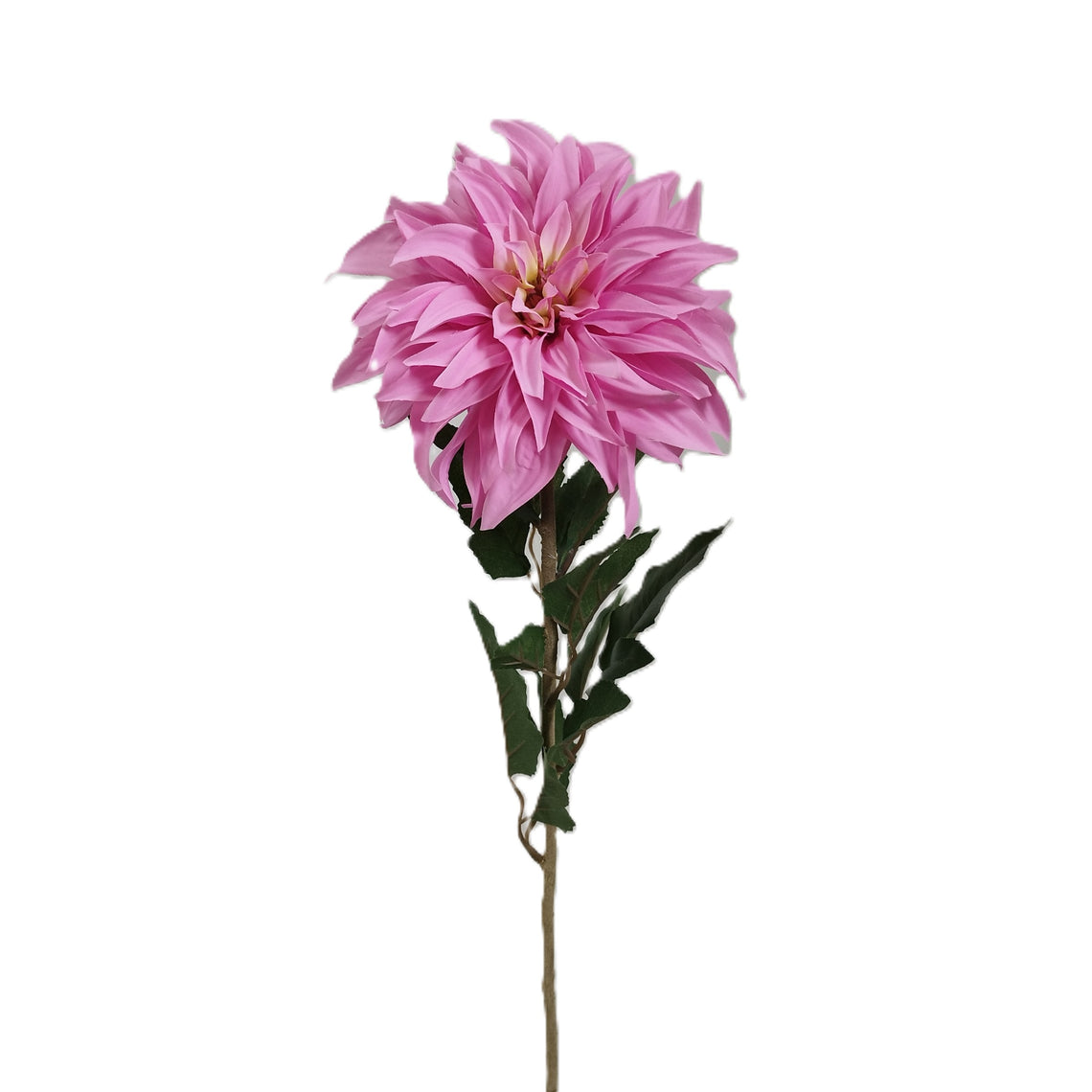 Dahlia