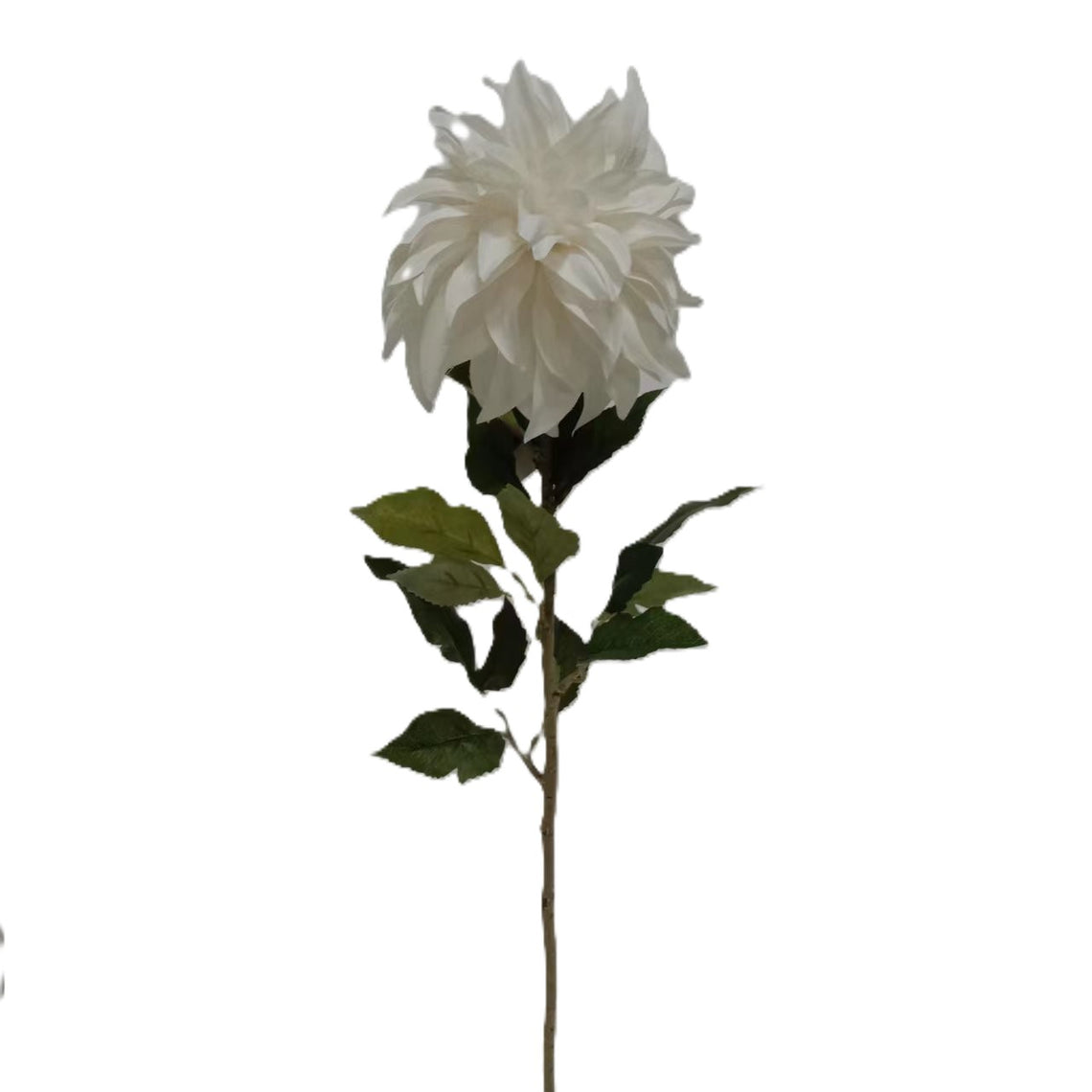 Dahlia