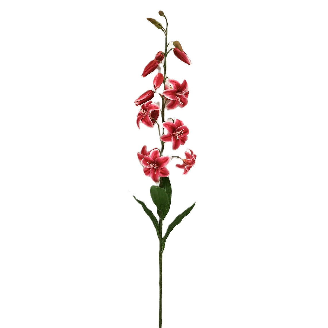 Lily