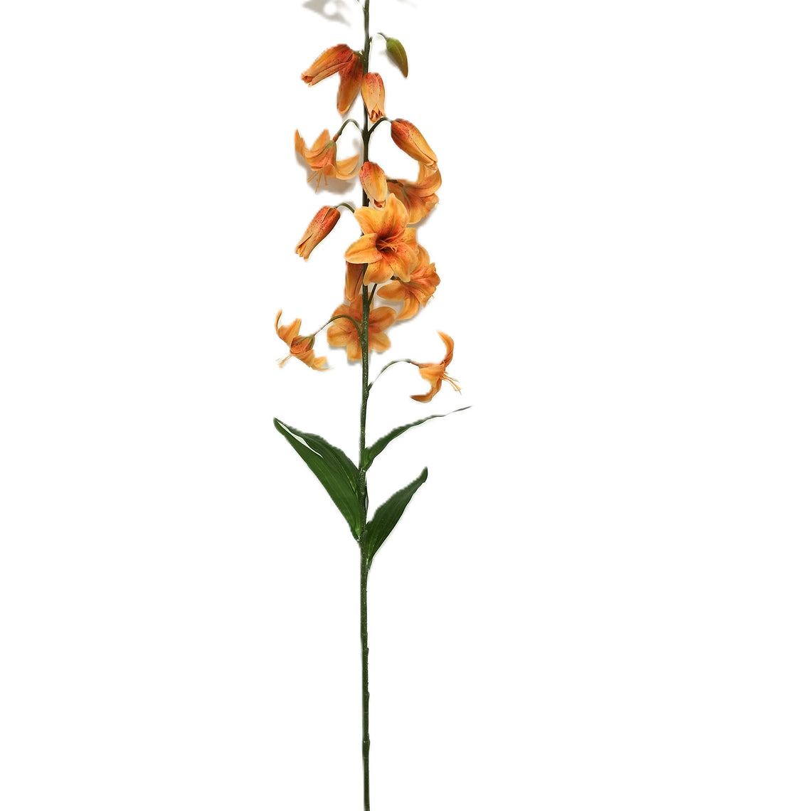 Lily