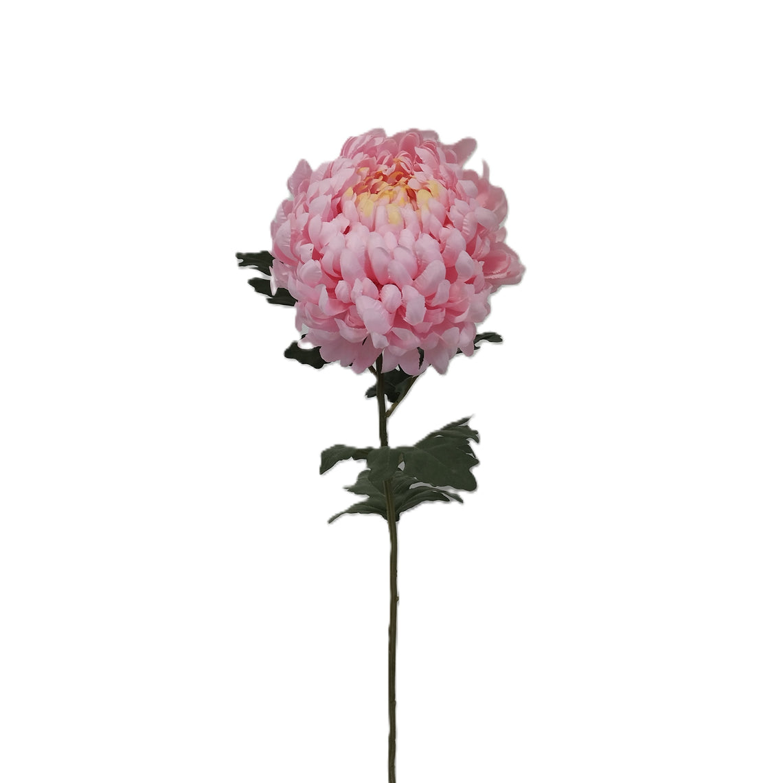 Chrysanthemum