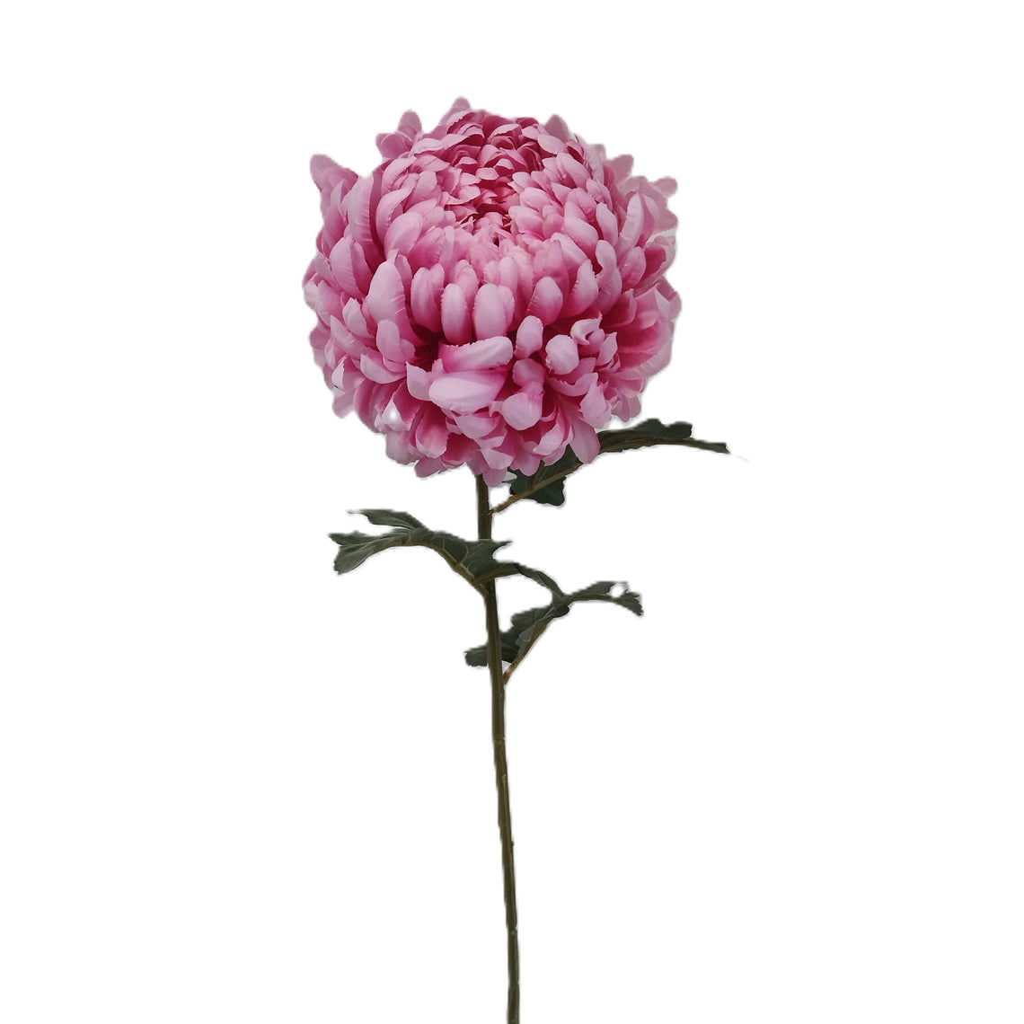 Chrysanthemum