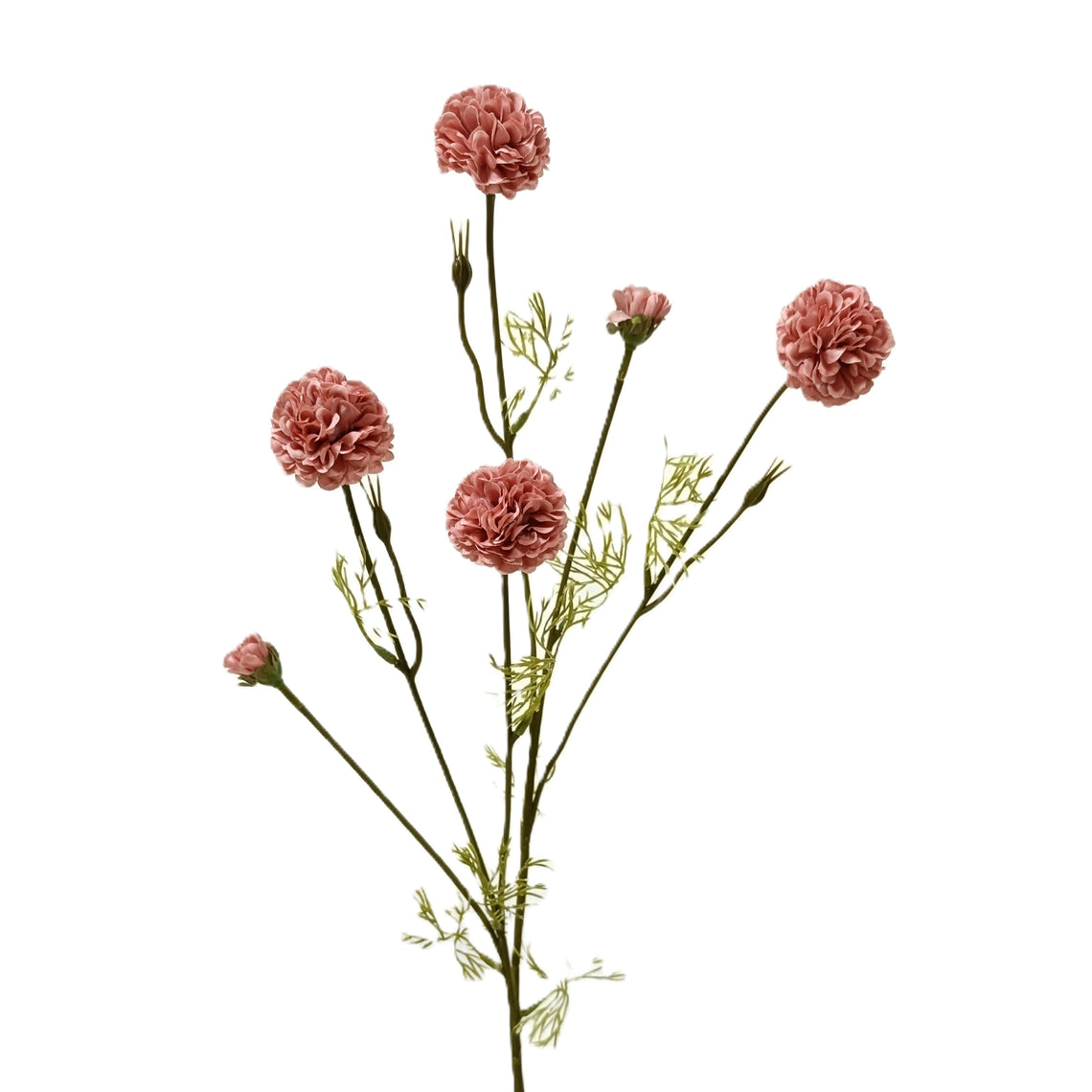 Chrysanthemum