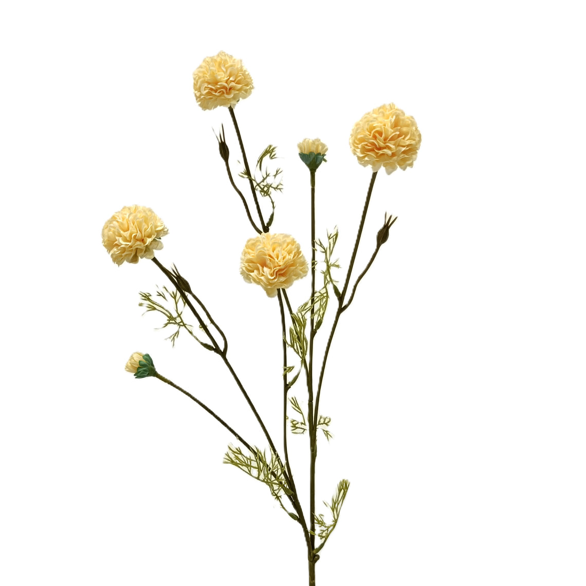 Chrysanthemum