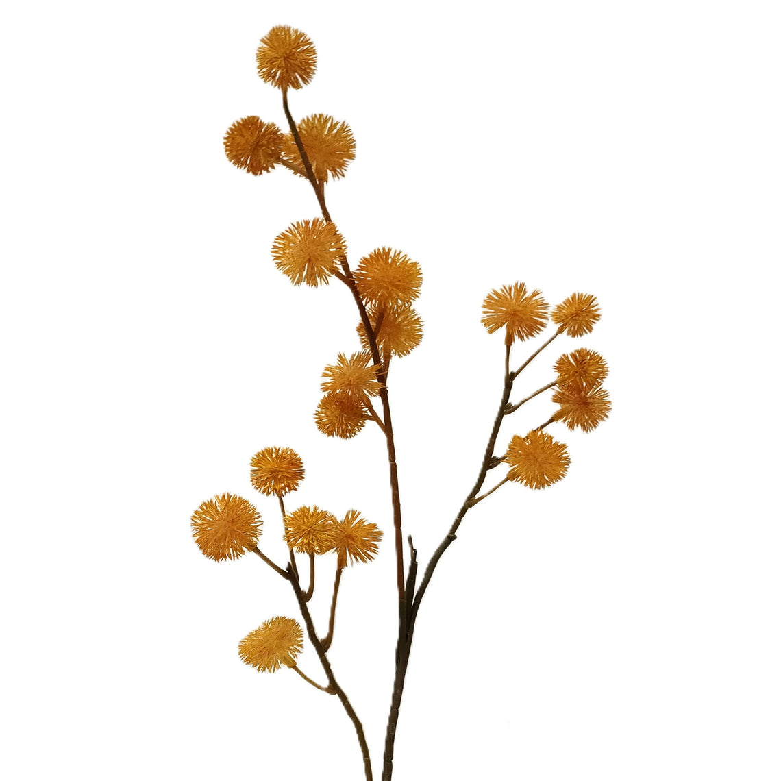 Seed Stem