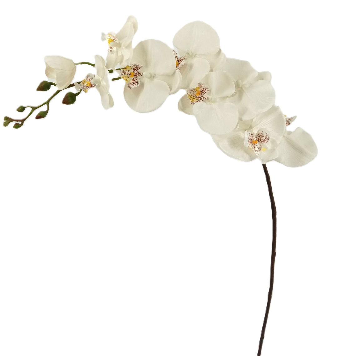 Orchid