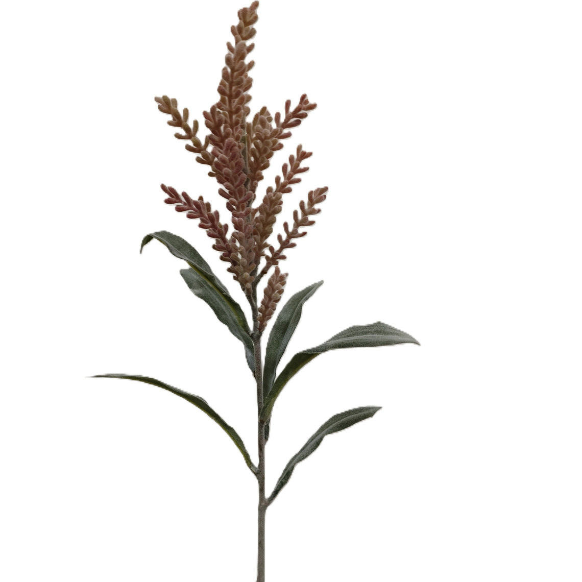 Pampasgrass
