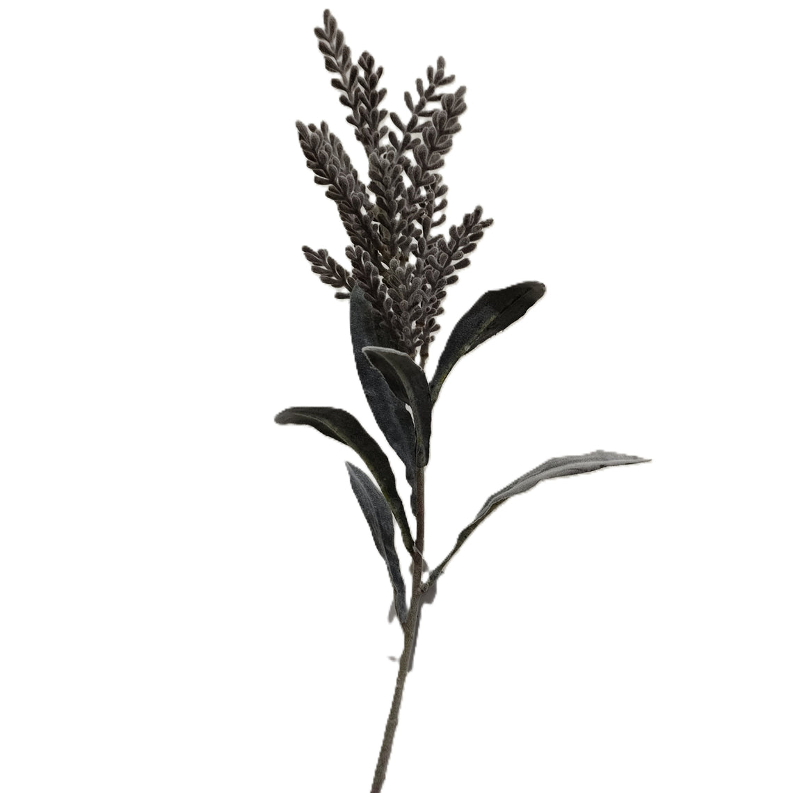 Pampasgrass