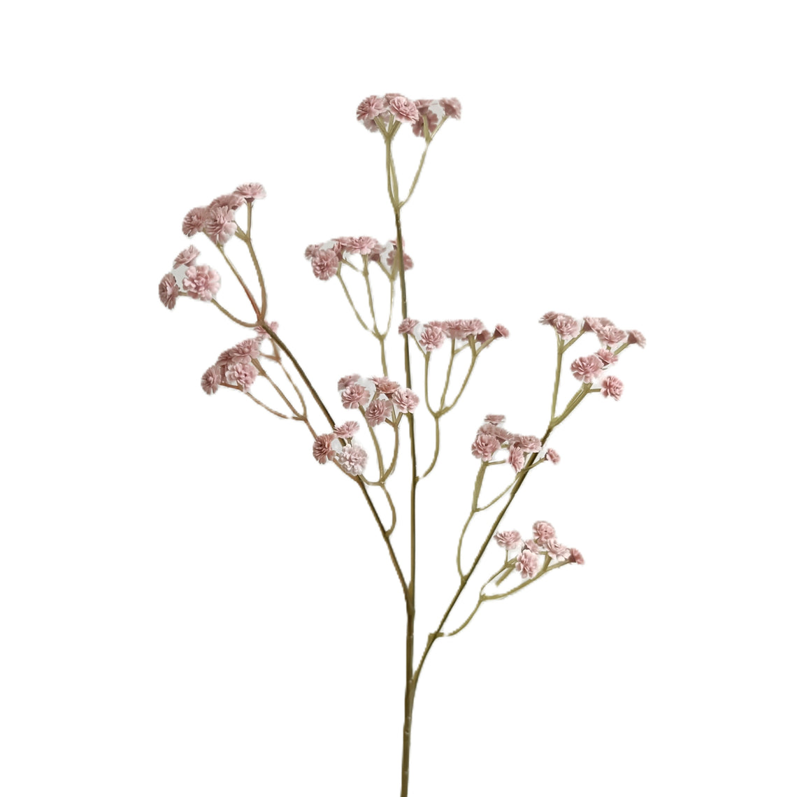 Babysbreath