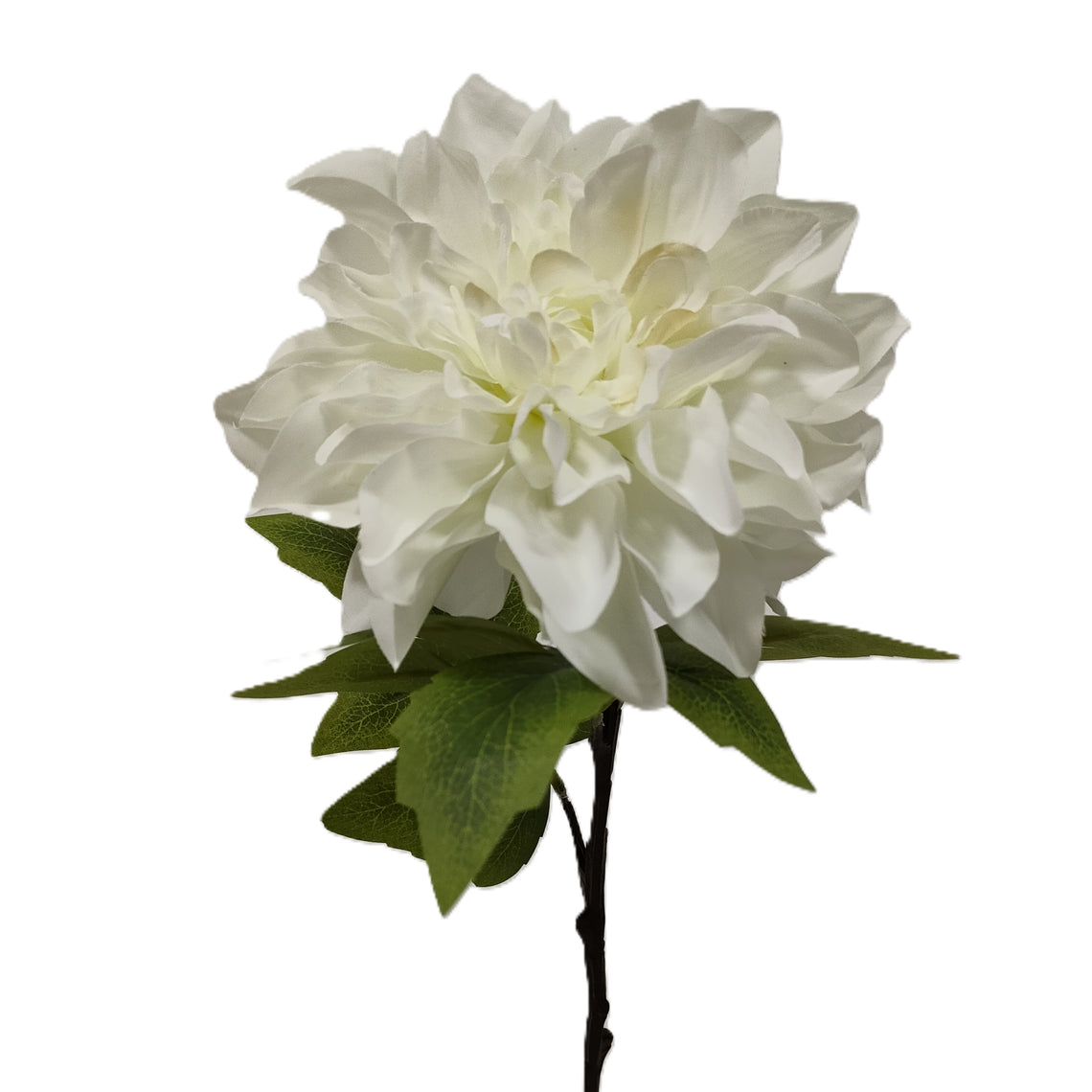 Peony