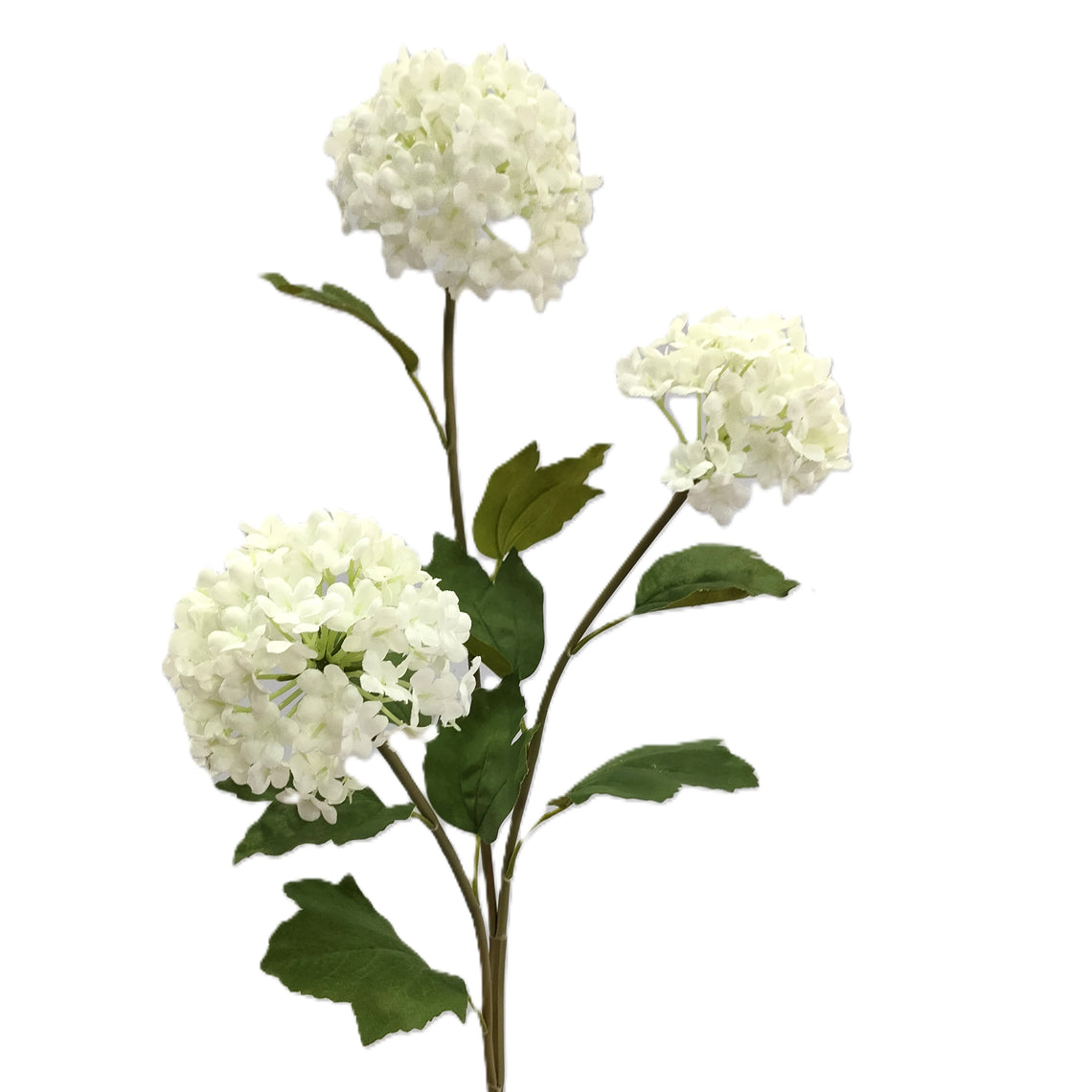 Hydrangea Viburnum