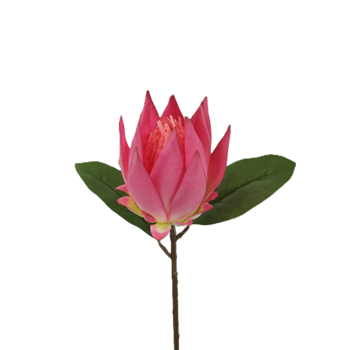 Protea