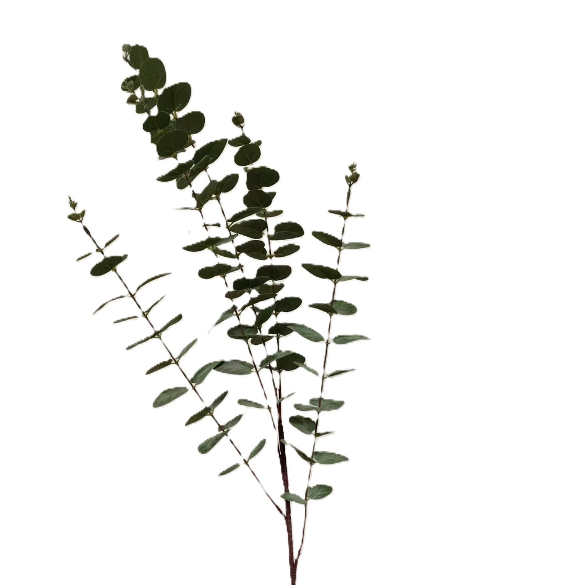 Eucalyptus