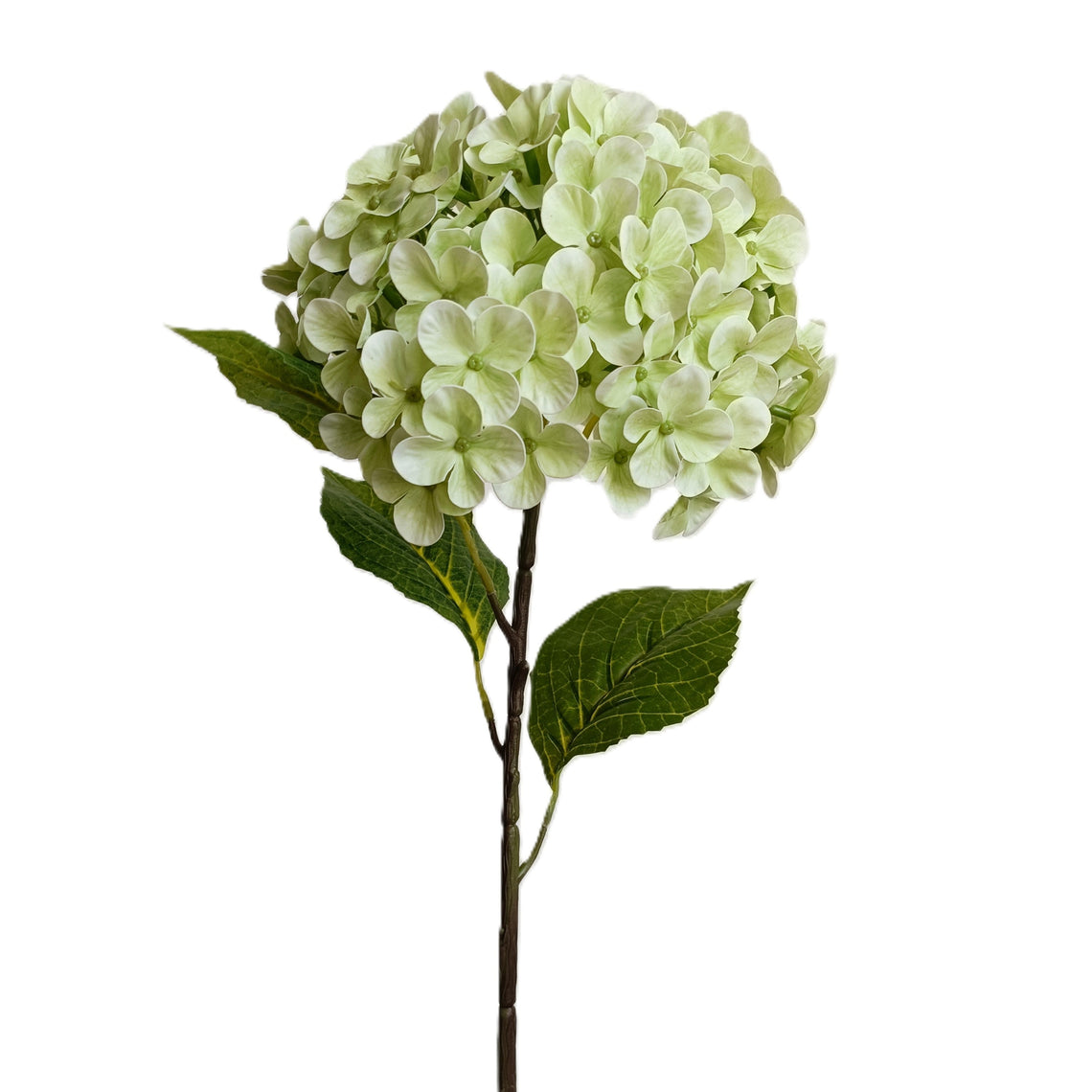 Hydrangea 12"