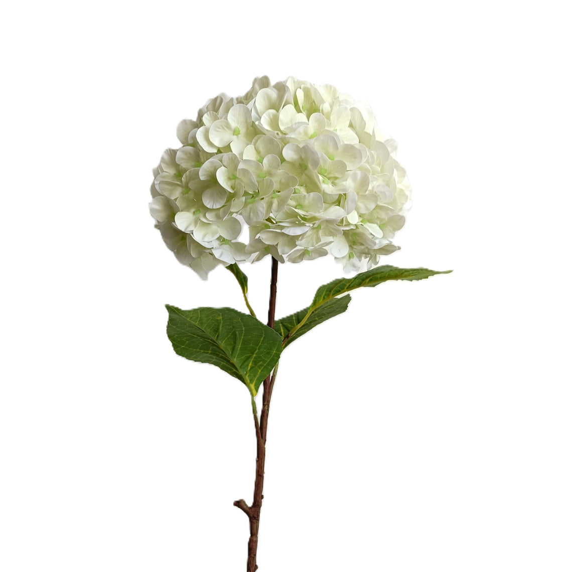 Hydrangea