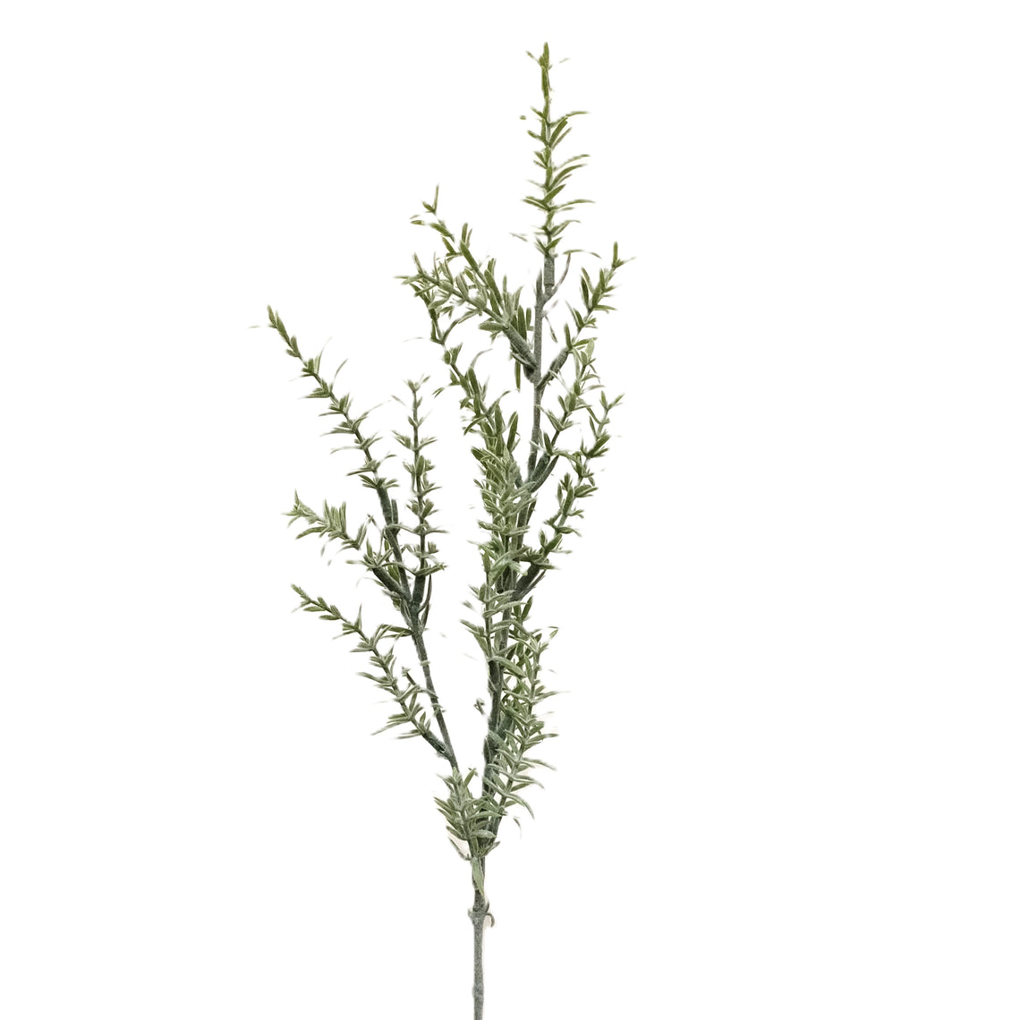 Rosmarinus