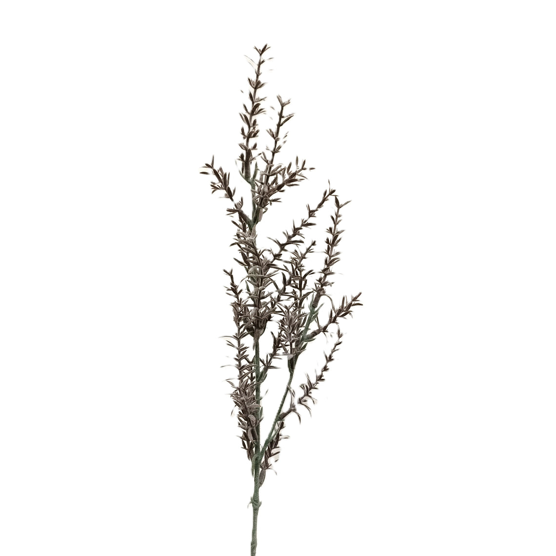 Rosmarinus