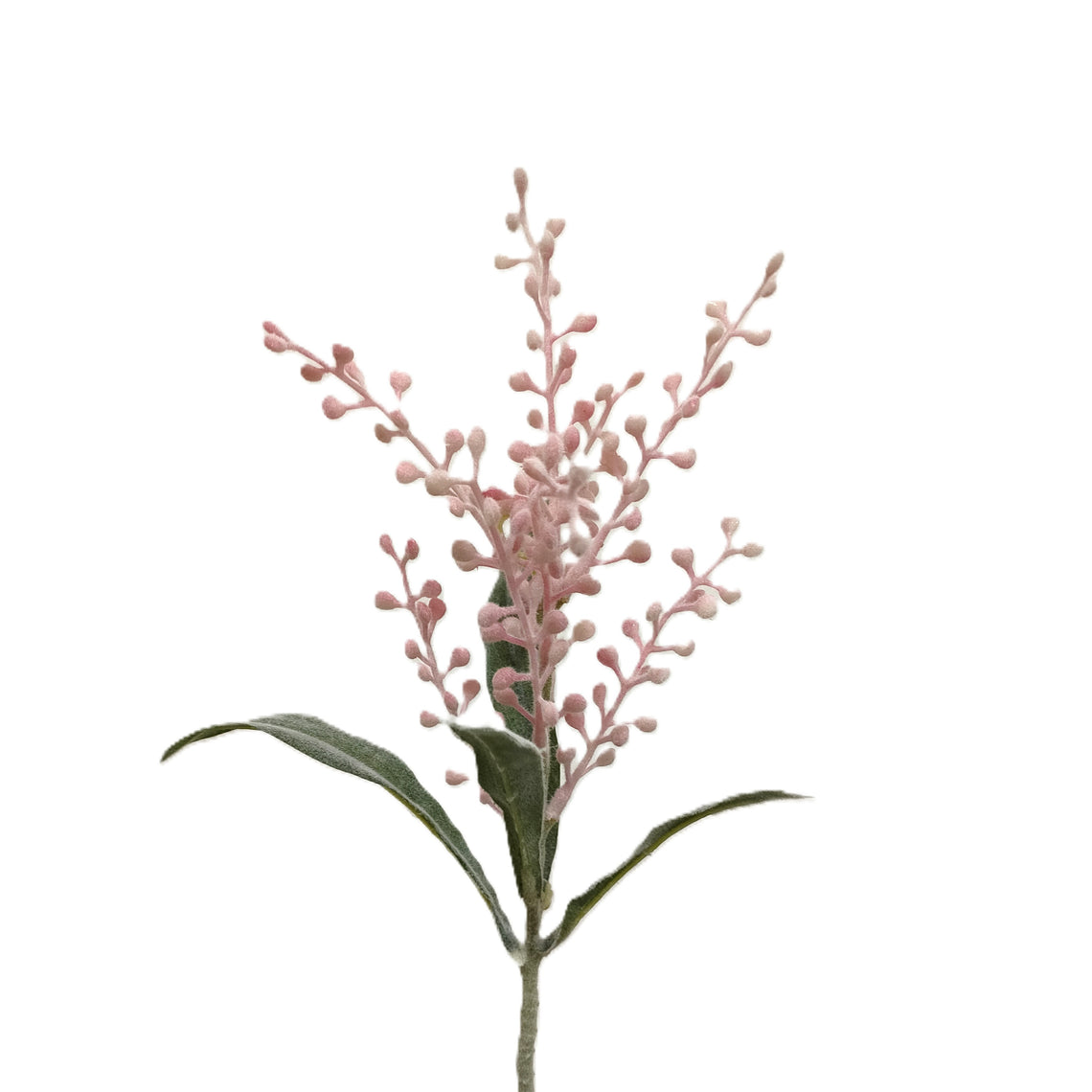 Coriaria
