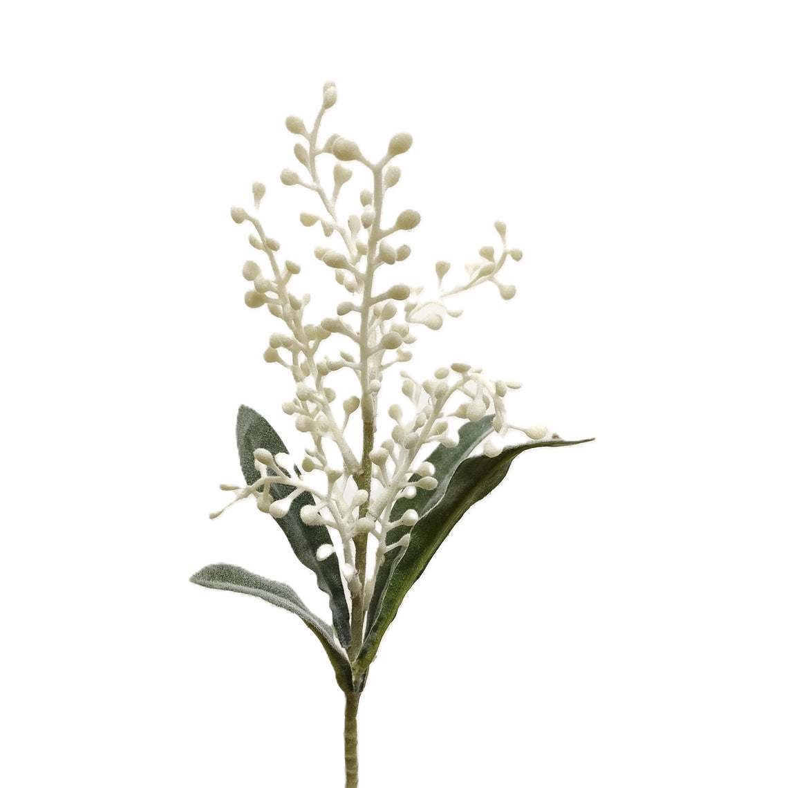 Coriaria